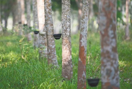 豪利777(OLE777)官方网站